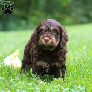 Milo, Cockapoo Puppy